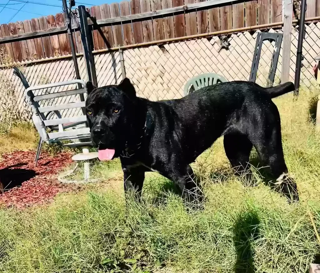 Lost dog in Norwalk, CA, 90650
