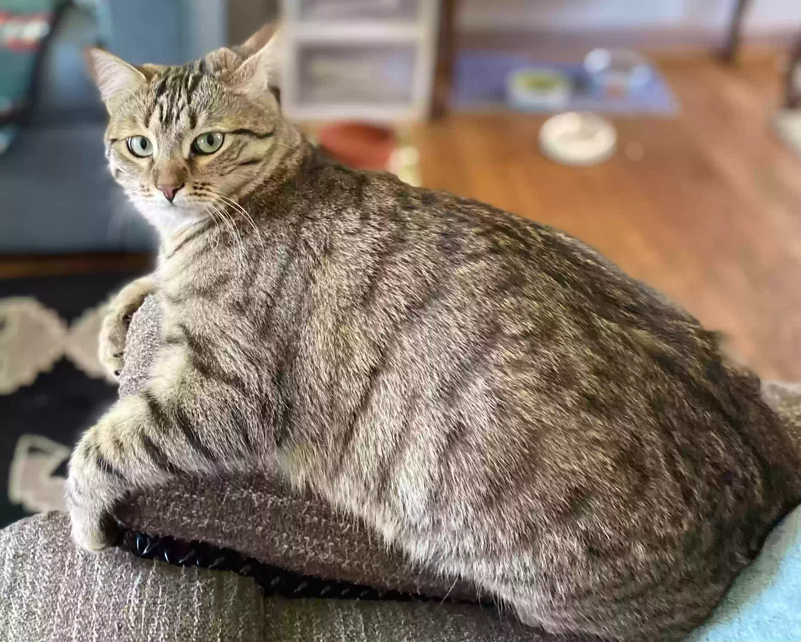 Lost cat in Seattle, WA, 98155