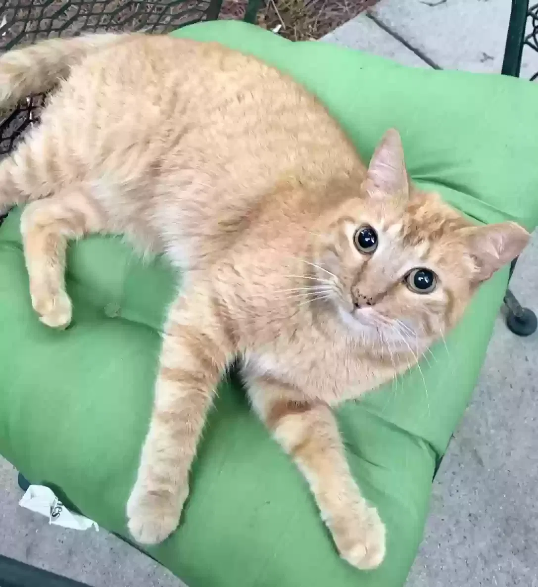 Lost cat in Buford, GA, 30519