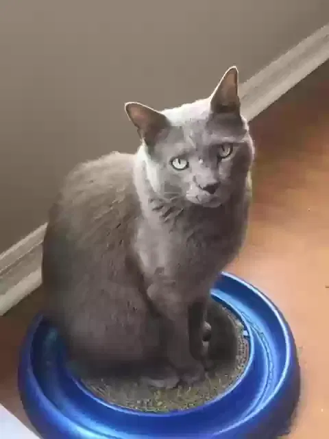 Lost cat in Sarasota, FL, 34238