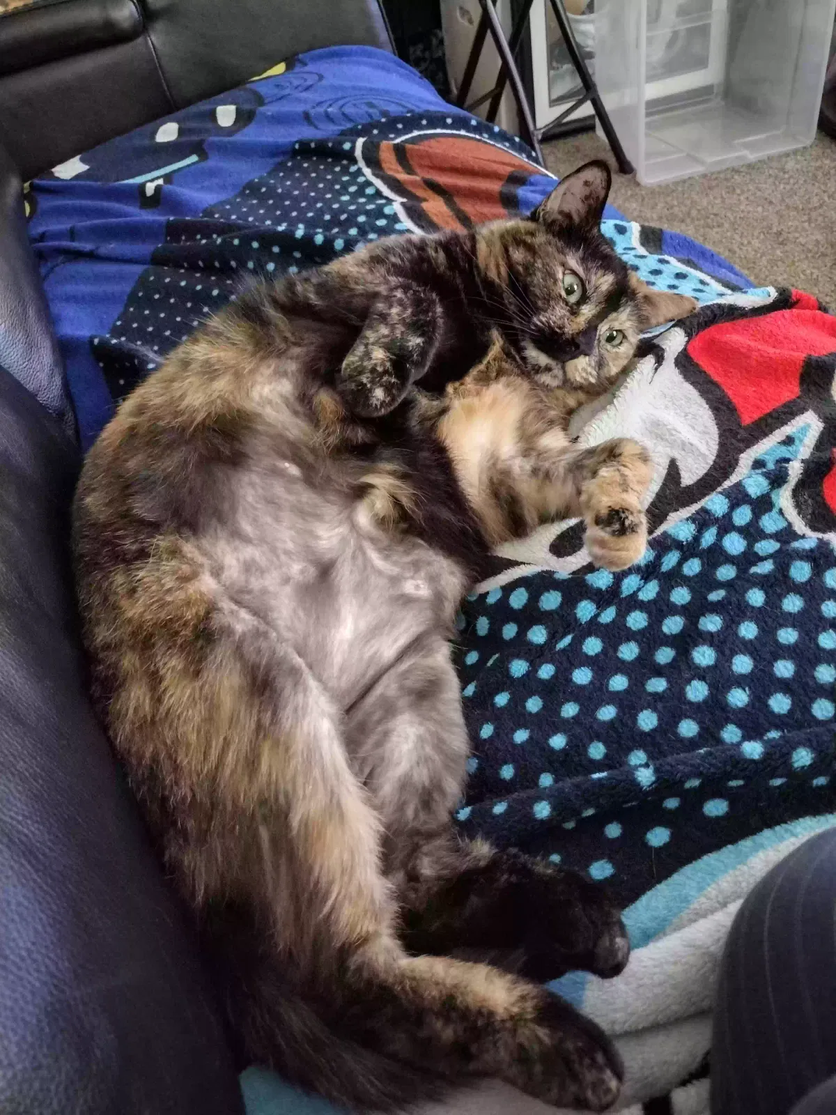 Lost cat in Phillipsburg, NJ, 8865