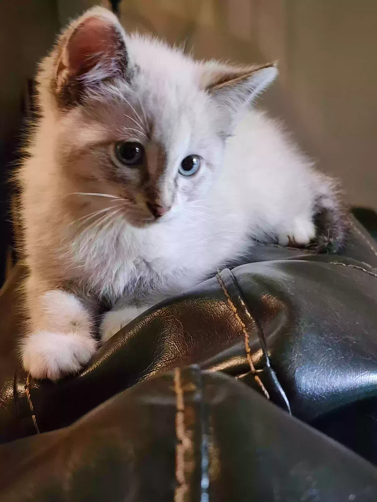 Lost cat in Saint Paul, MN, 55128