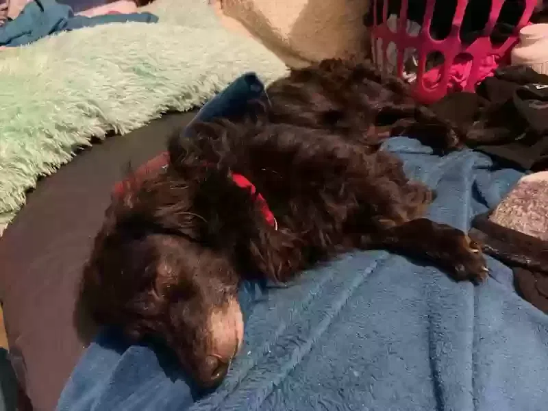 Lost dog in Bethel, OH, 45106
