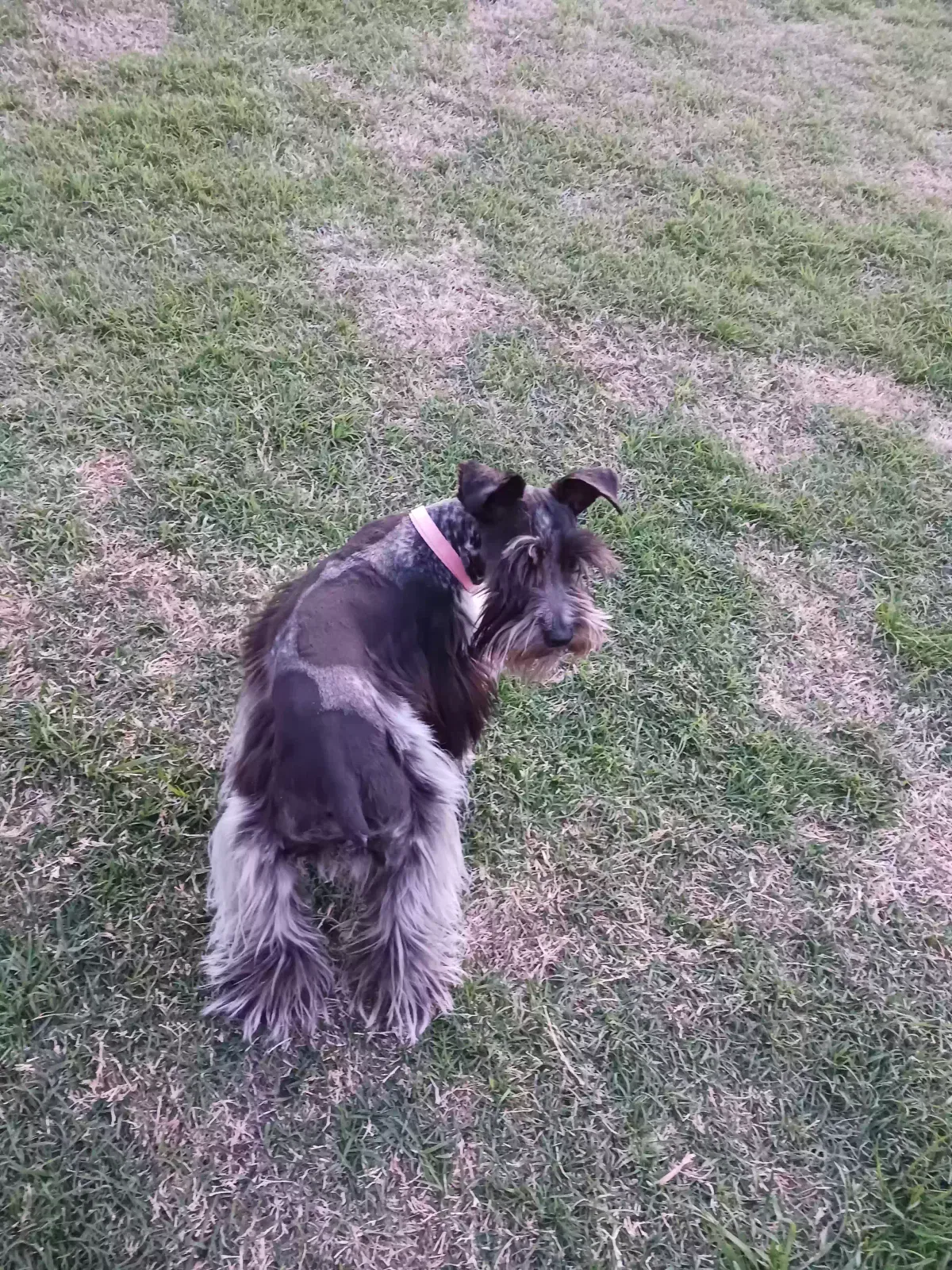 Lost dog in Oklahoma City, OK, 73160