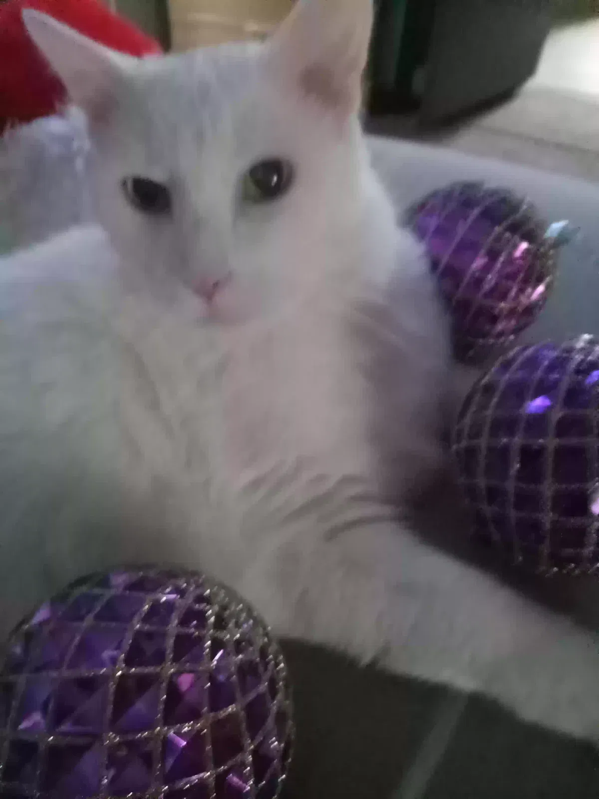 Lost cat in Whitmore Lake, MI, 48189