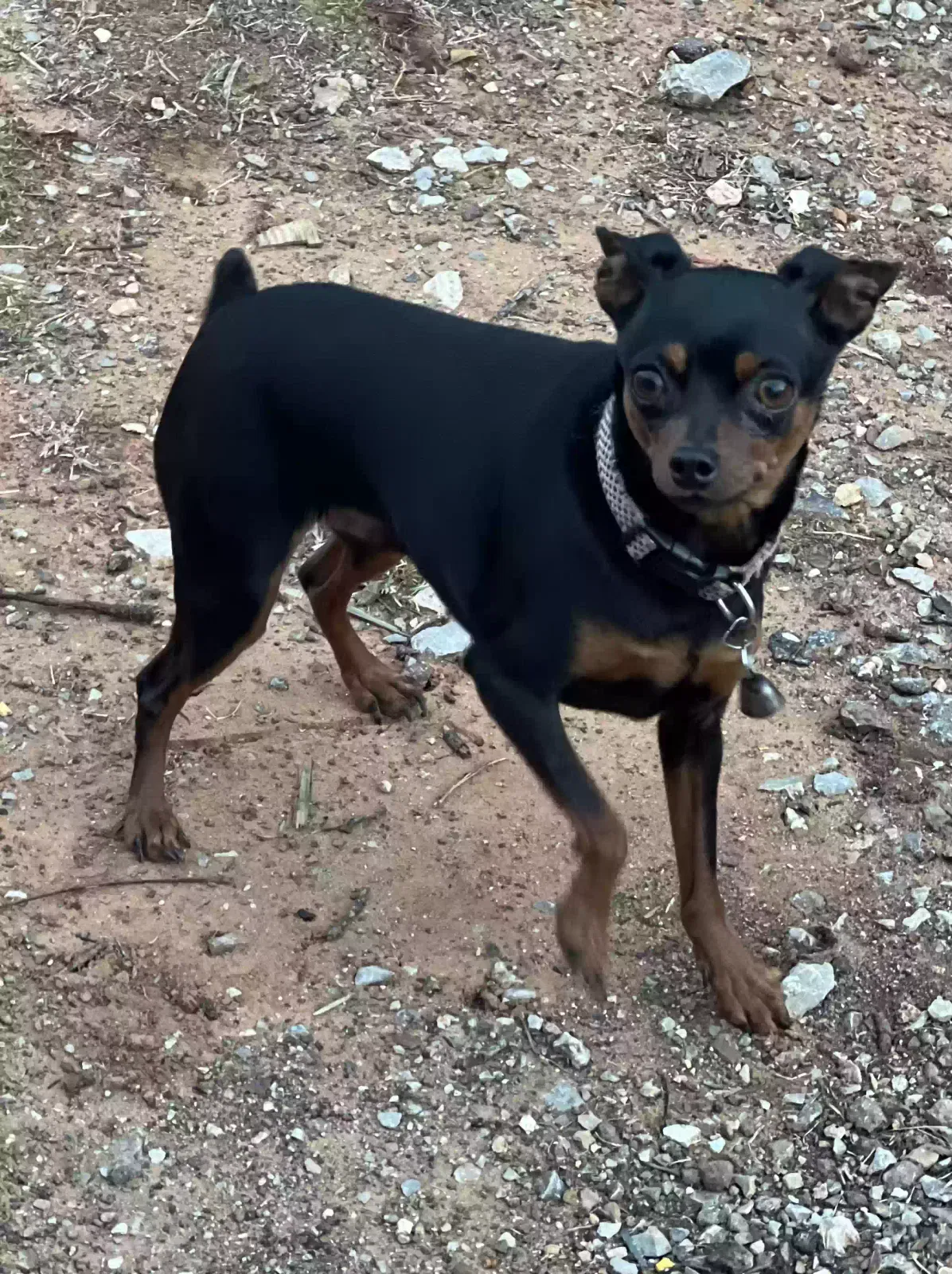 Found dog in Mcloud, OK, 74851