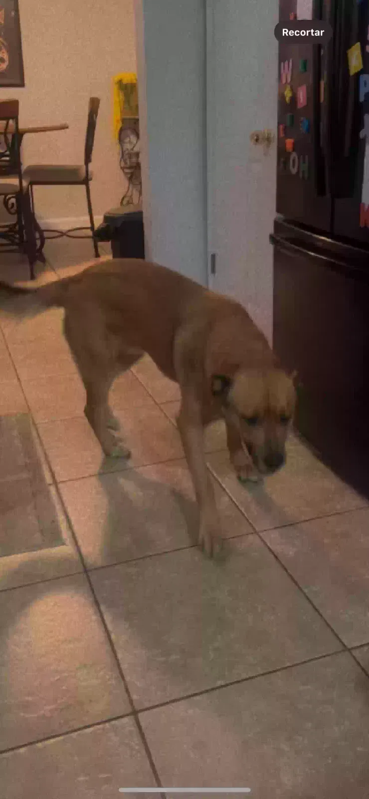 Found dog in Houston, TX, 77082