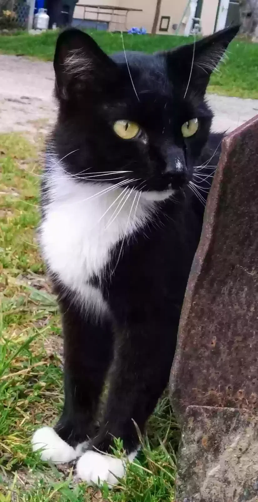 Lost cat in Lockport, NY, 14094