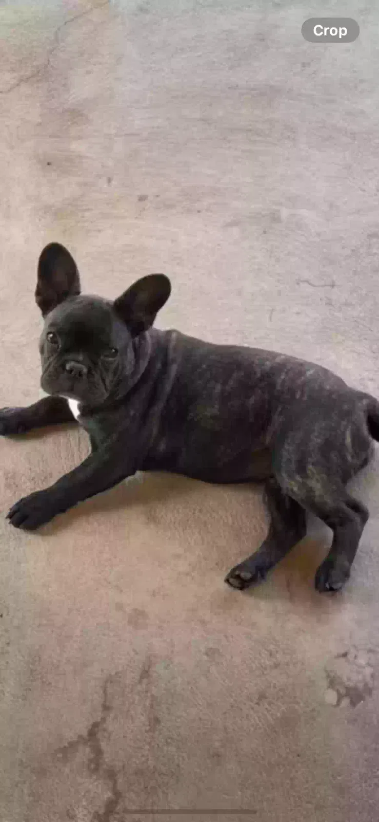 Lost dog in Phoenix, AZ, 85017