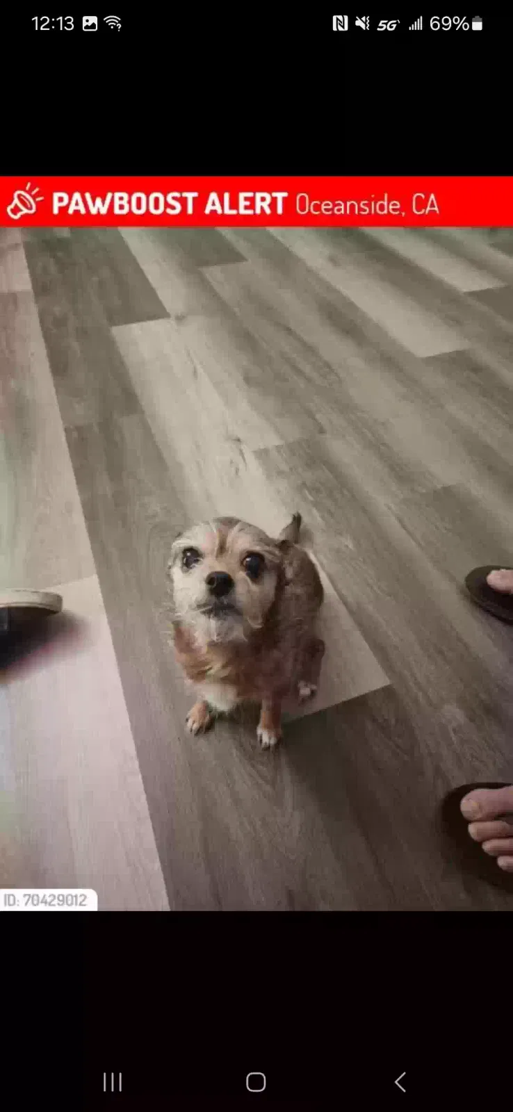 Lost dog in Oceanside, CA, 92056