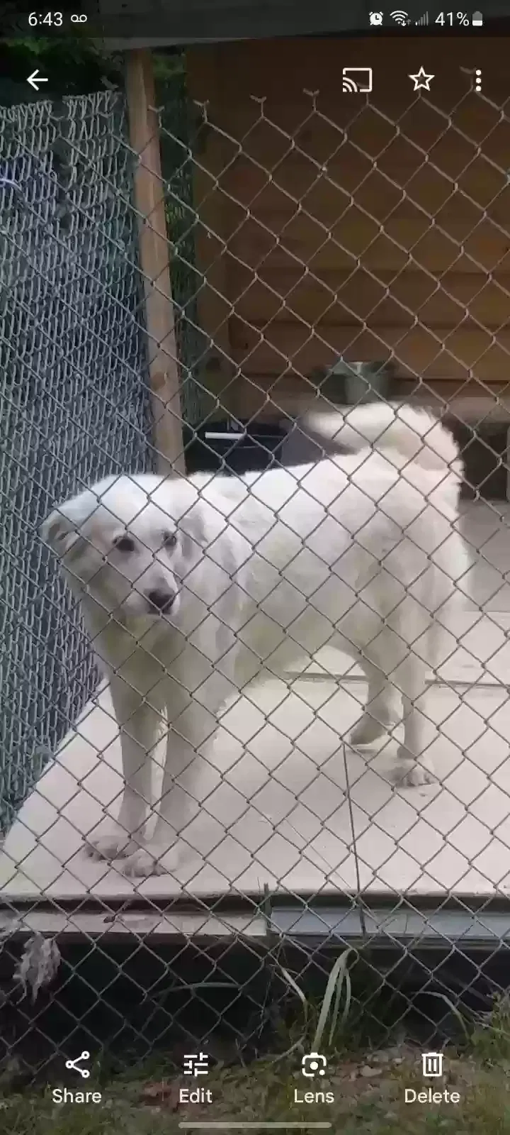 Lost dog in Randleman, NC, 27317
