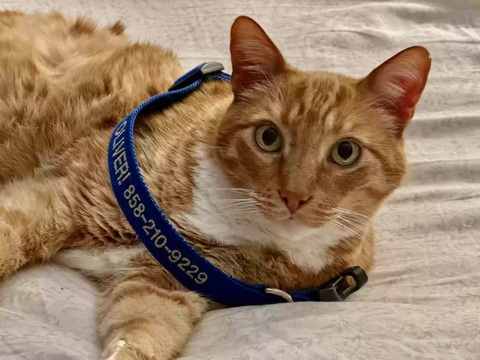 Lost cat in San Diego, CA, 92103