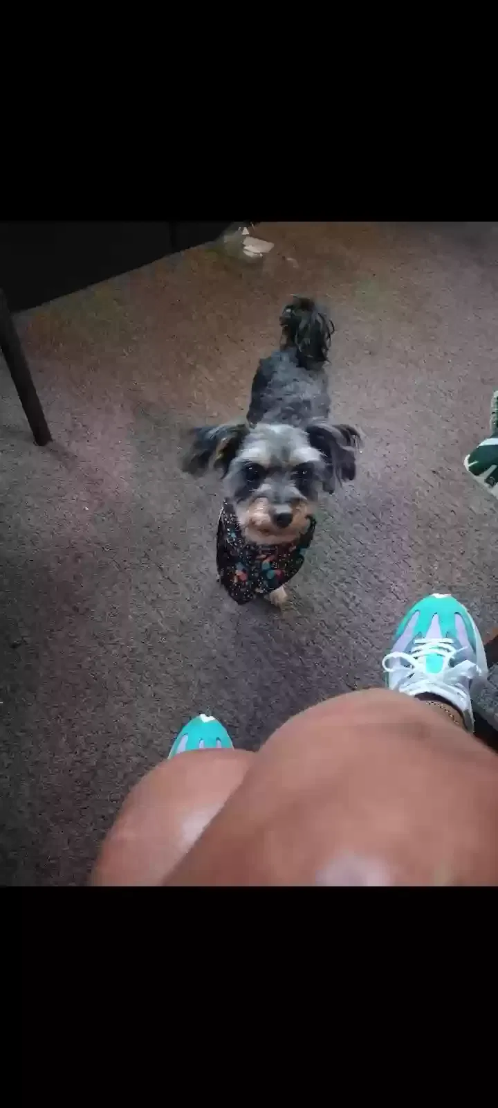 Lost dog in Detroit, MI, 48238