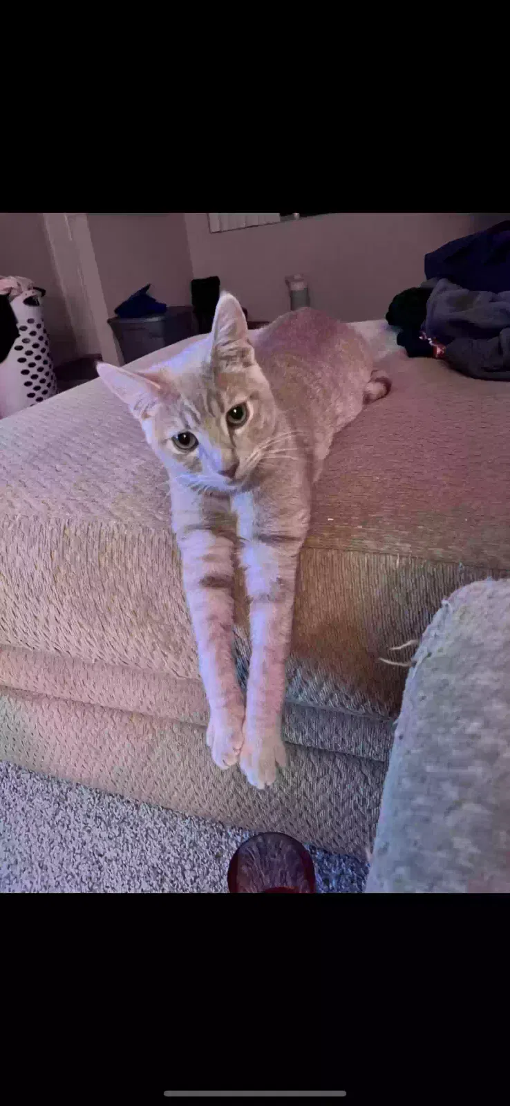 Lost cat in Fallbrook, CA, 92028