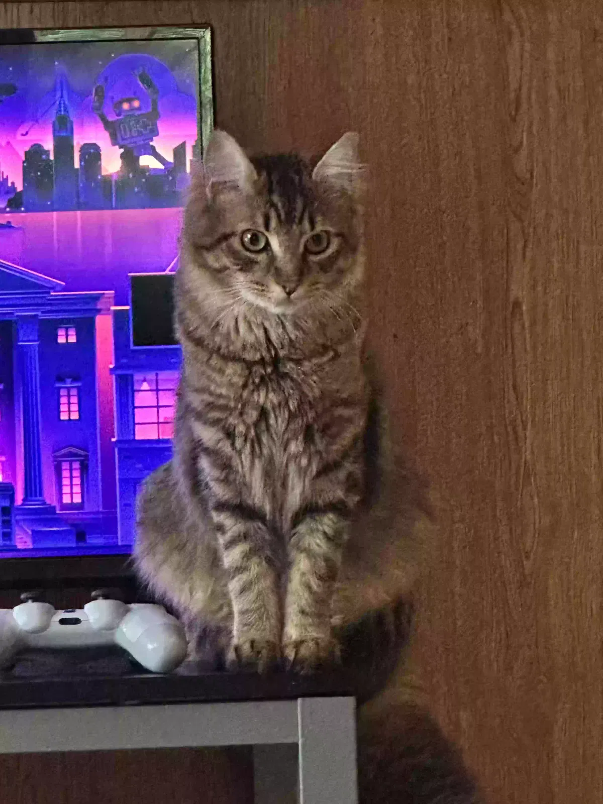 Lost cat in Beavercreek, OR, 97004