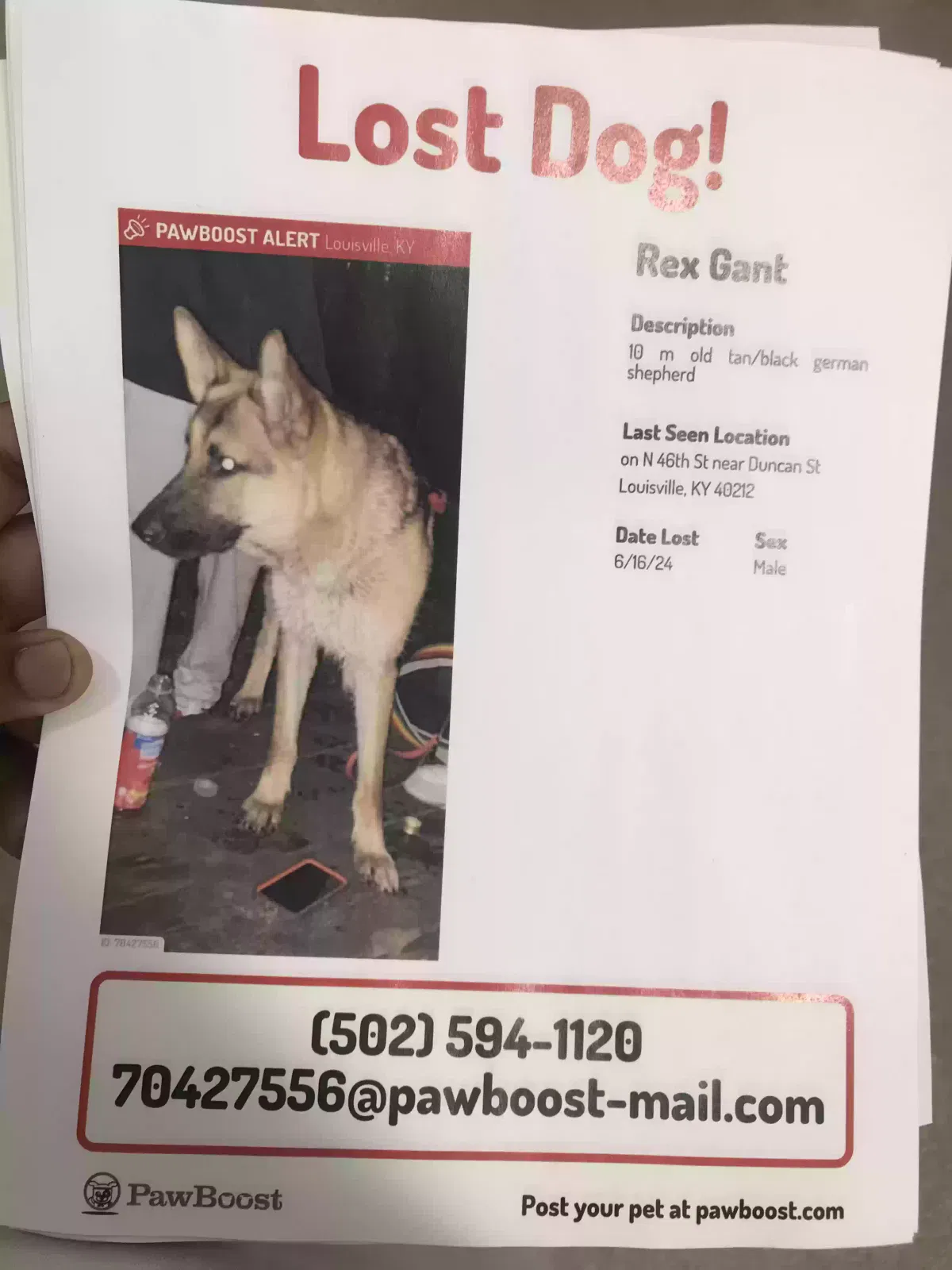 Lost dog in Louisville, KY, 40212
