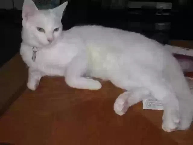 Lost cat in Moorpark, CA, 93021