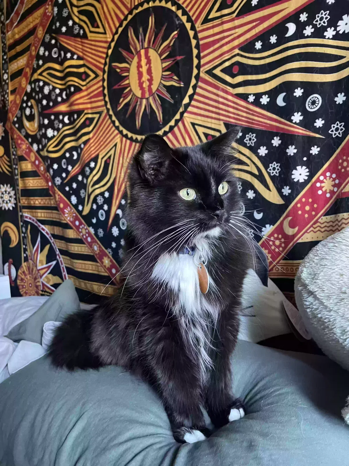 Lost cat in Golden, CO, 80401