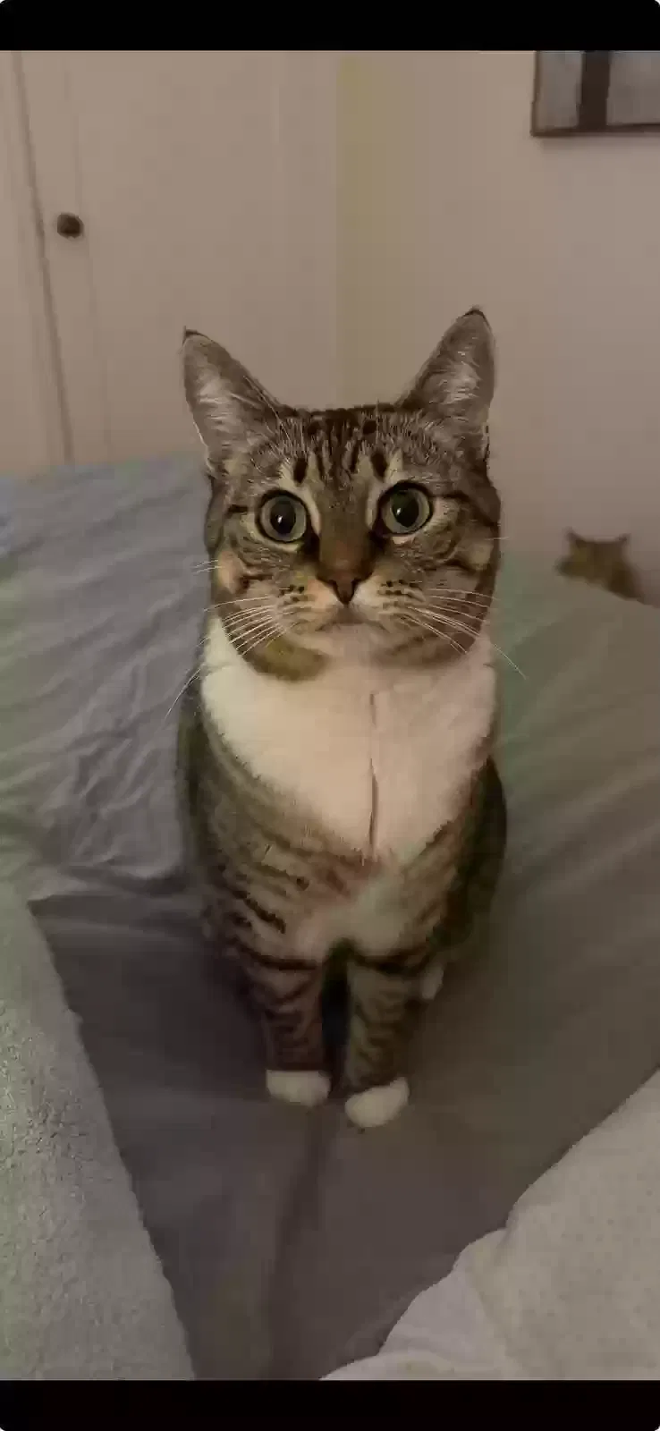 Lost cat in Portland, OR, 97211
