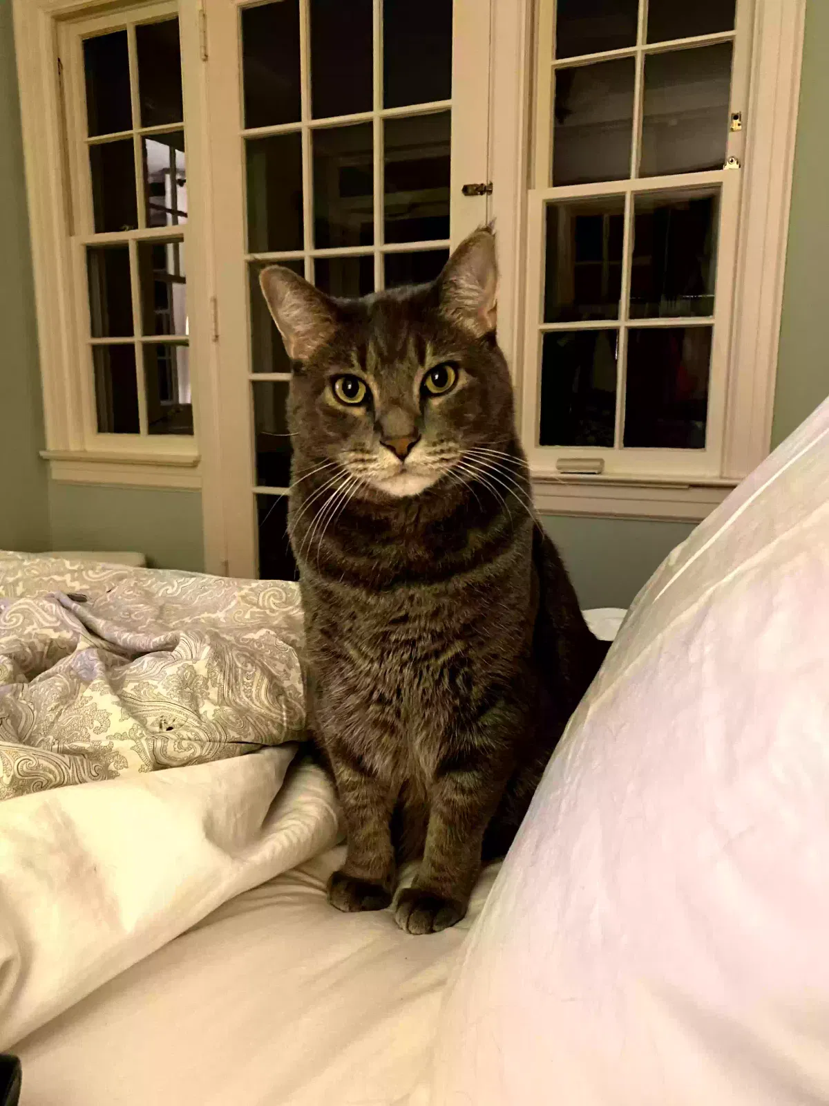 Lost cat in Stamford, CT, 6902