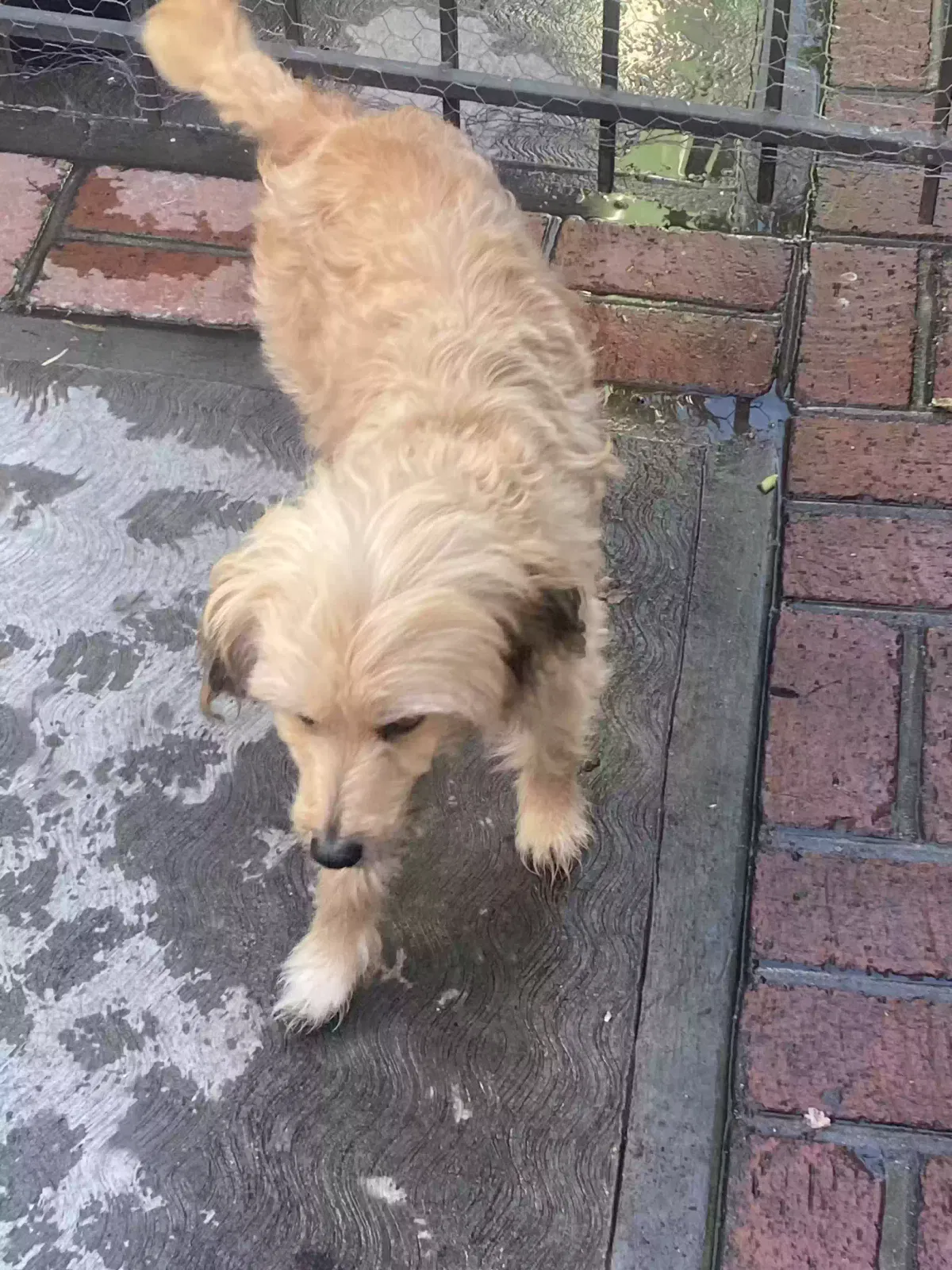 Lost dog in Sun Valley, CA, 91352