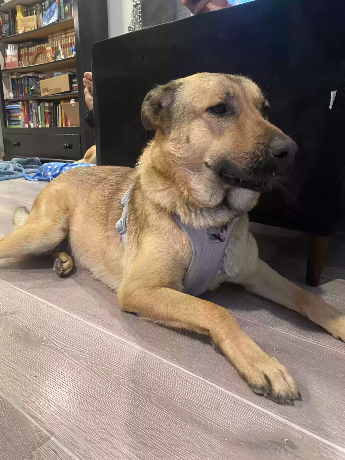 Lost dog in Los Angeles, CA, 90047