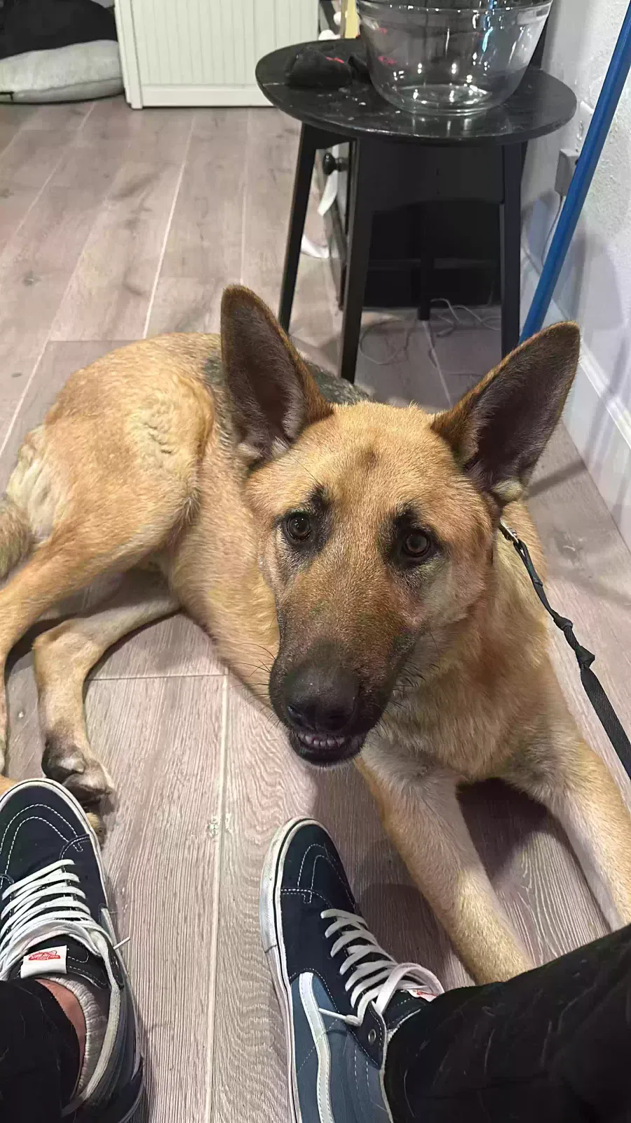 Lost dog in Los Angeles, CA, 90047
