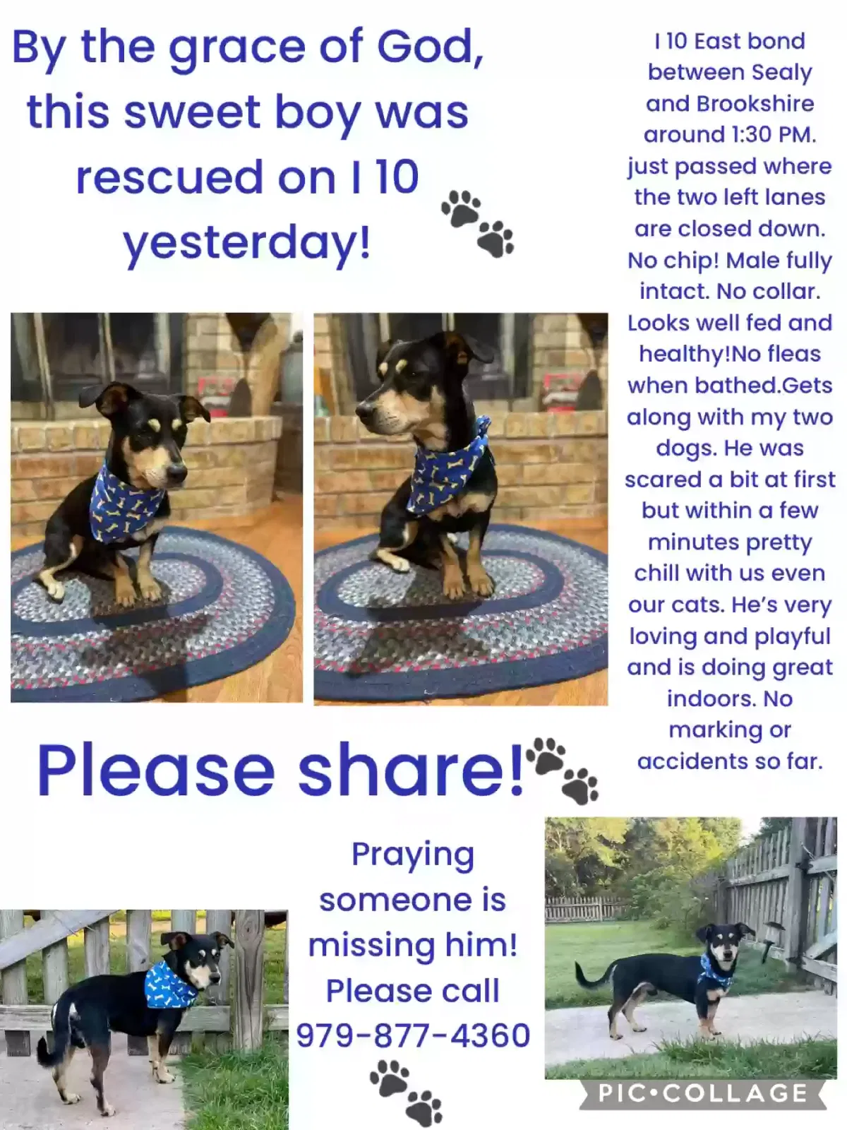 Found dog in Cat Spring, TX, 78933