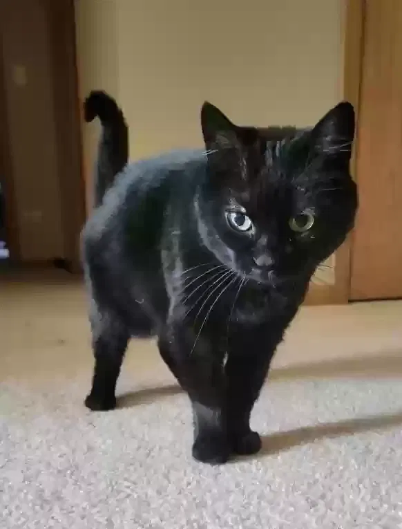 Lost cat in Aurora, IL, 60504
