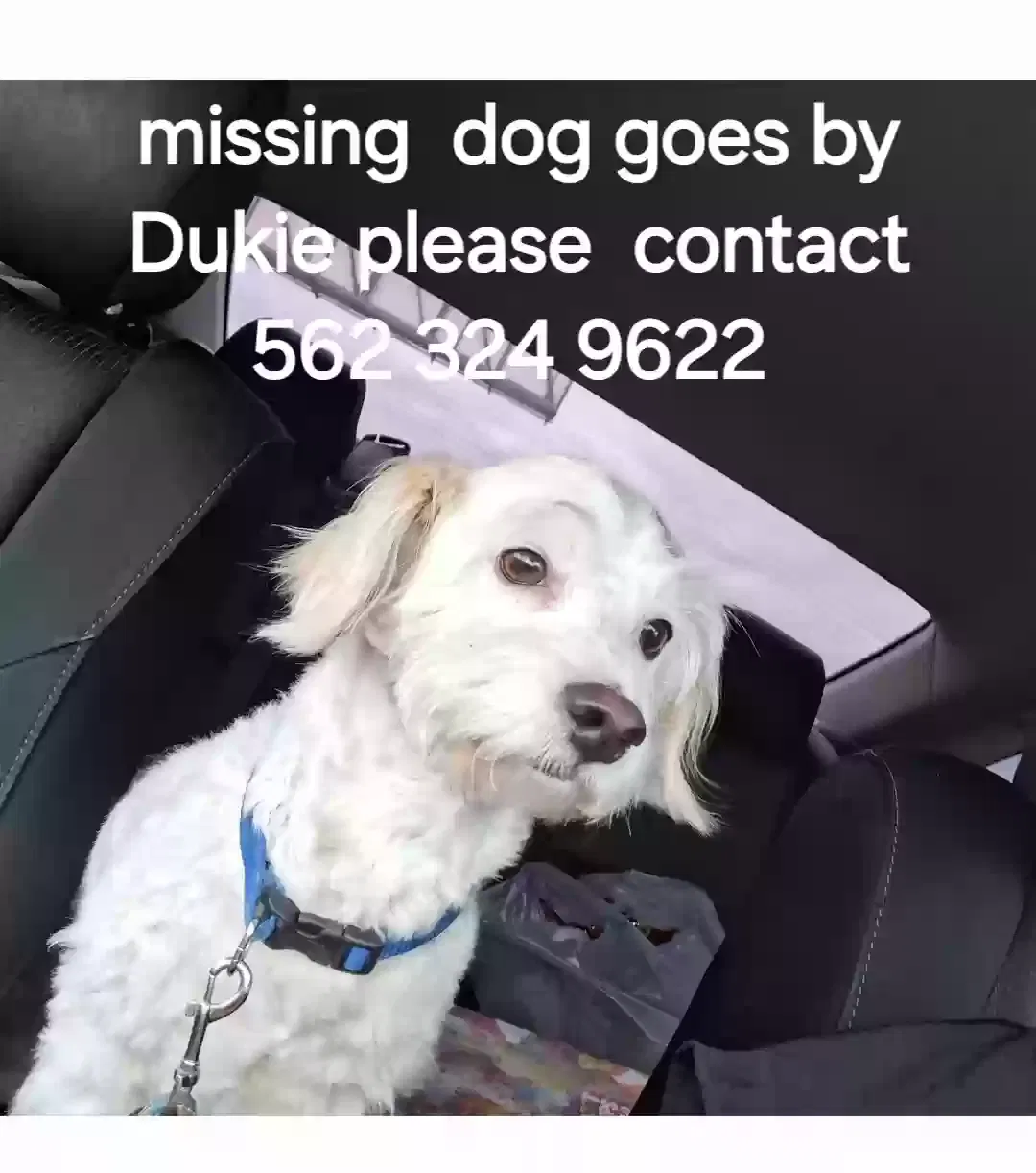 Lost dog in La Puente, CA, 91747