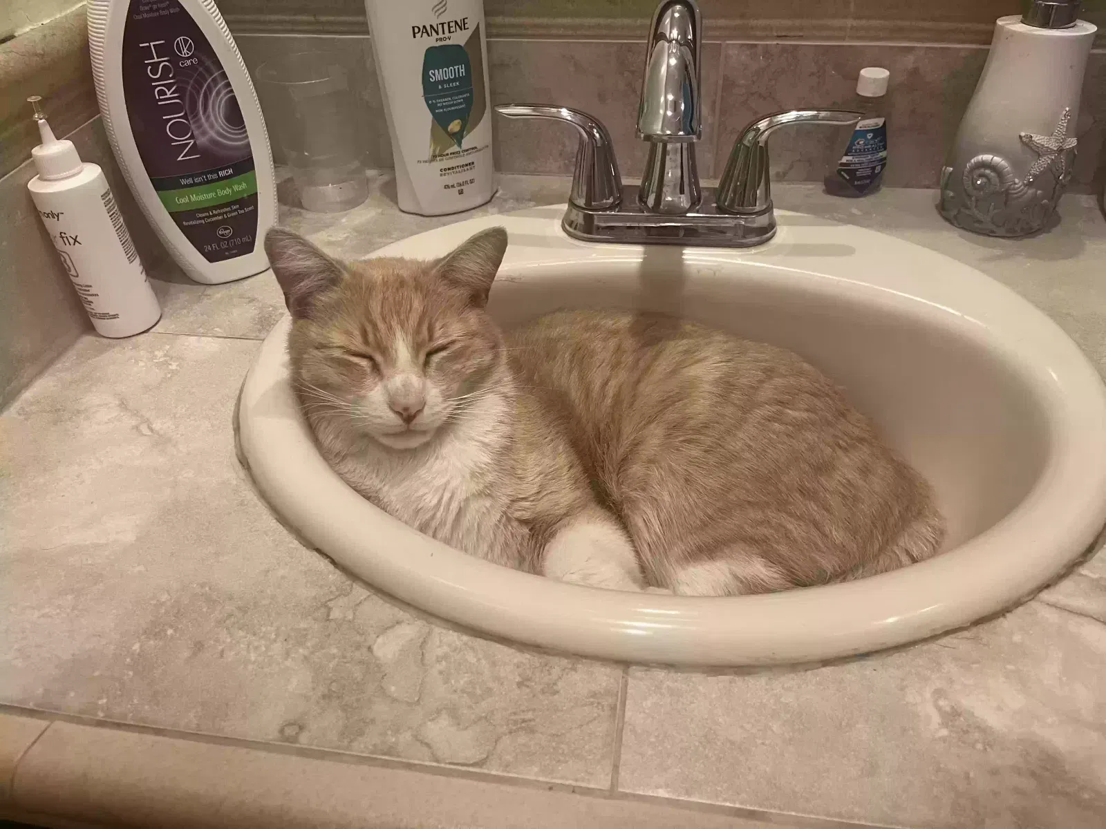 Lost cat in Unknown, CA, 92686