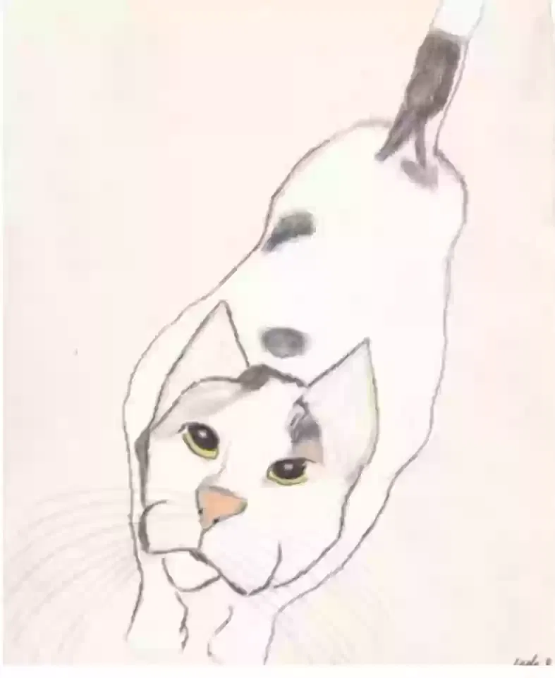 Lost cat in Marysville, CA, 95901