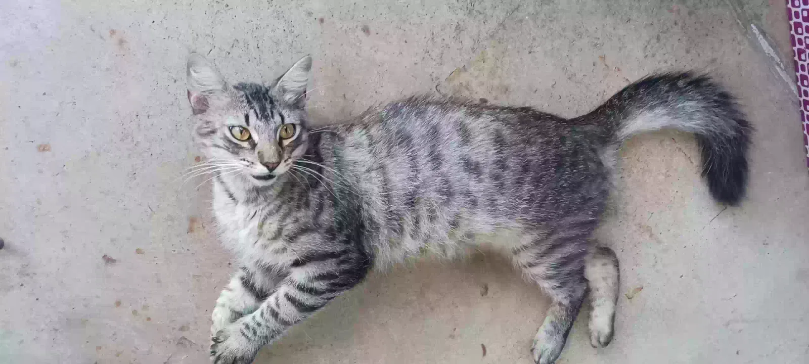 Found cat in Lafayette, LA, 70506