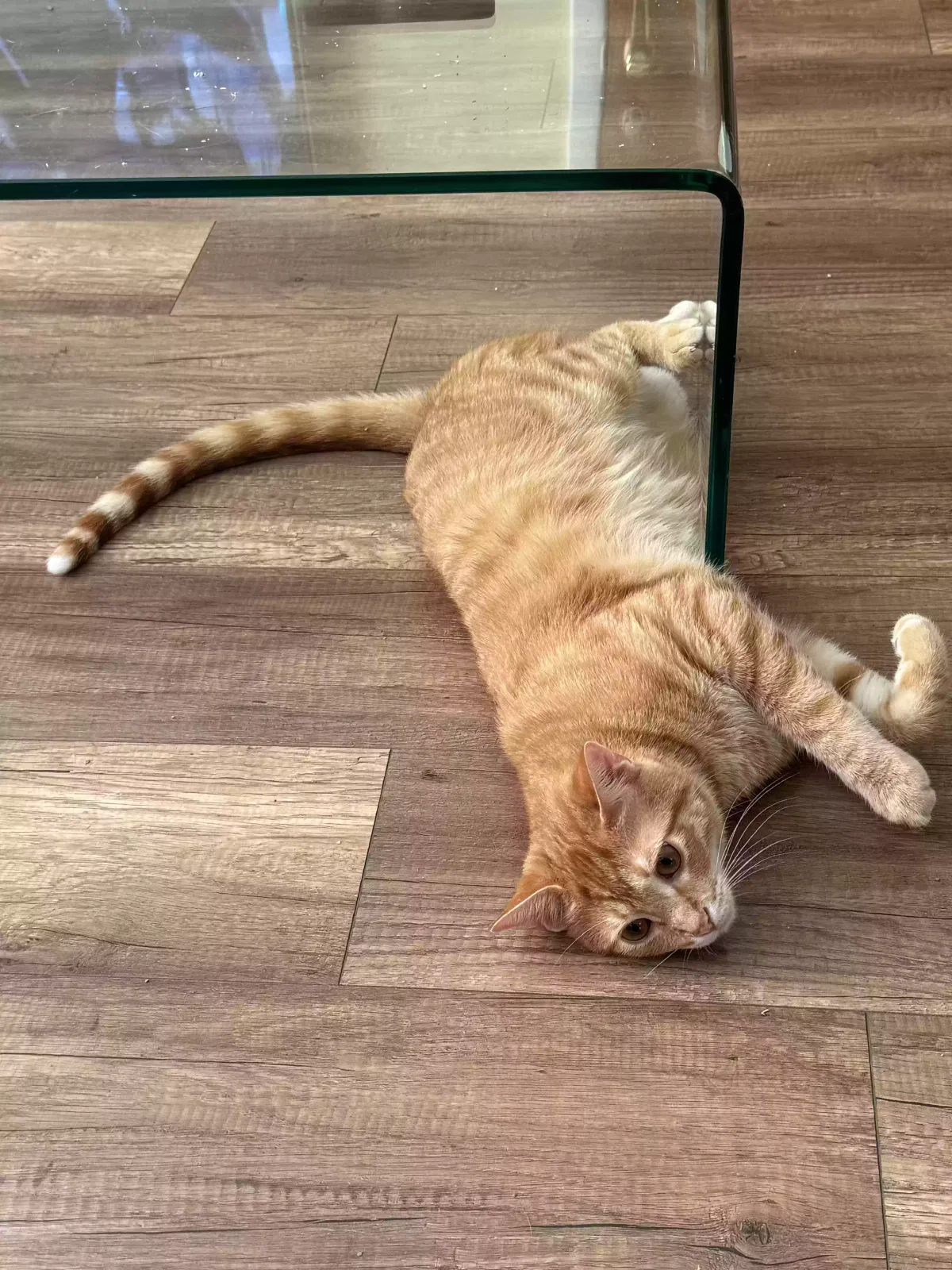 Lost cat in Hickory Hills, IL, 60457