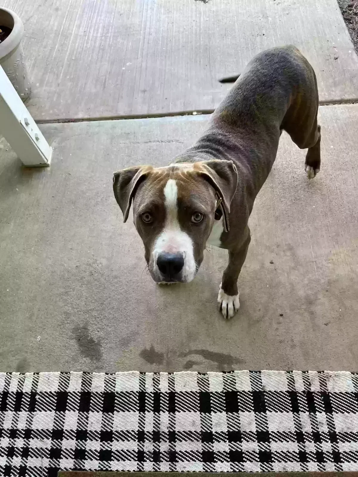 Found dog in Beaumont, CA, 92223