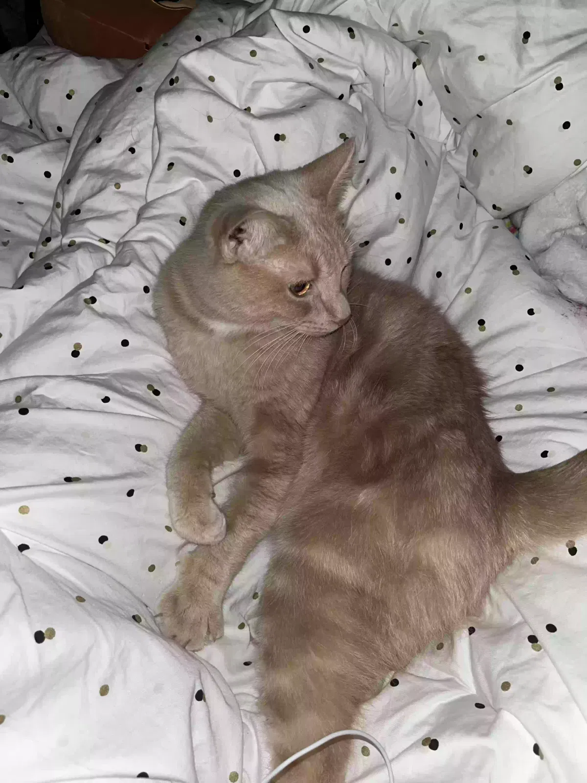 Lost cat in Newnan, GA, 30263