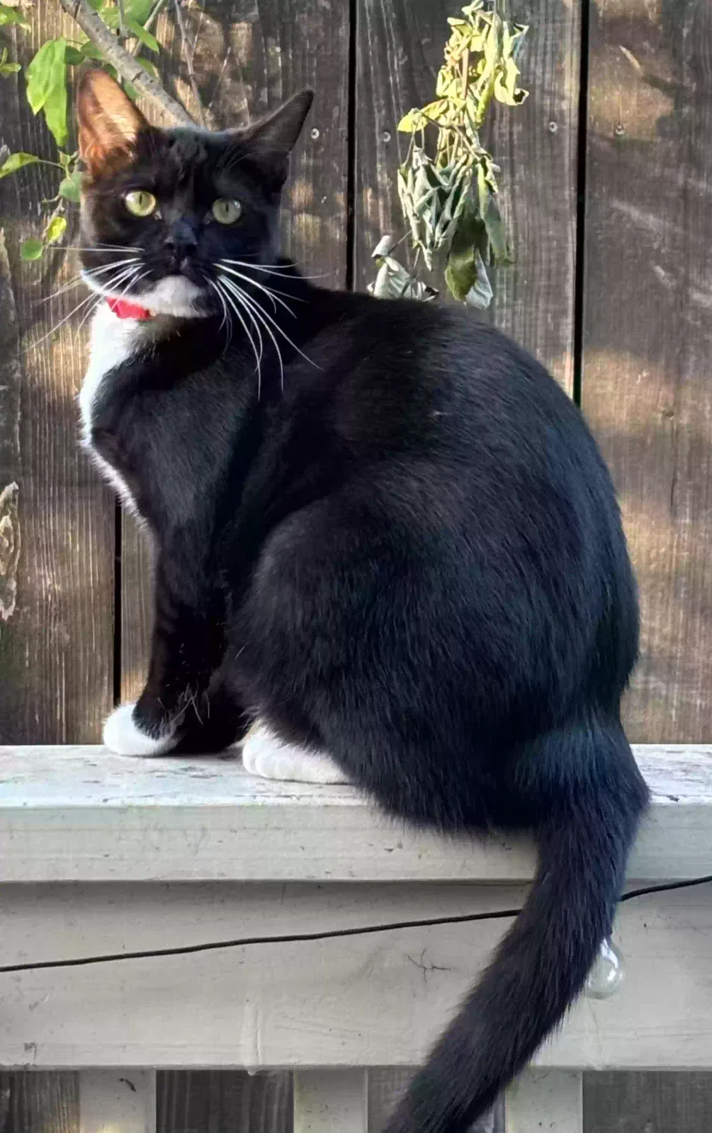 Lost cat in Oakland, CA, 94601