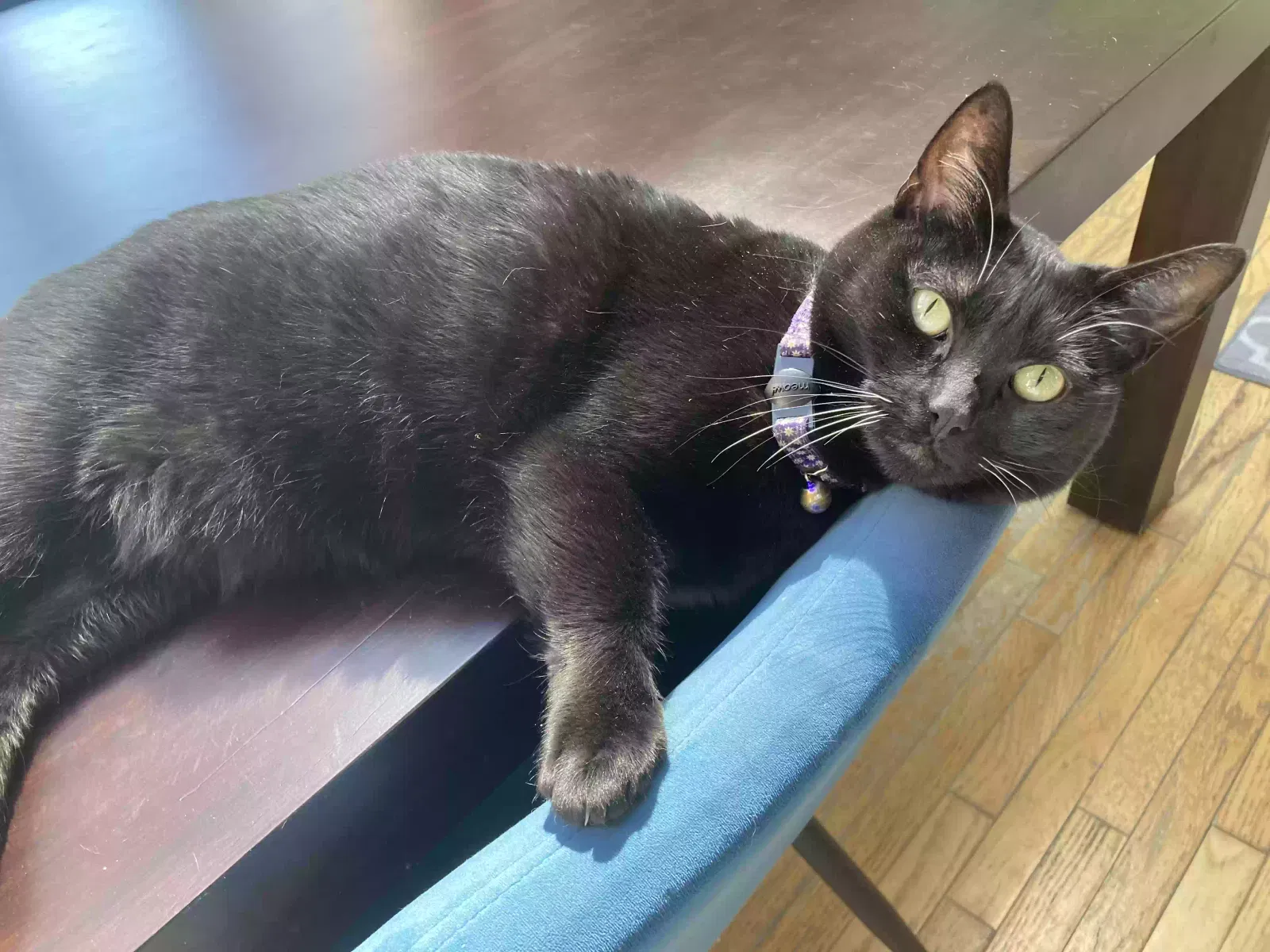 Lost cat in Kirkland, WA, 98033