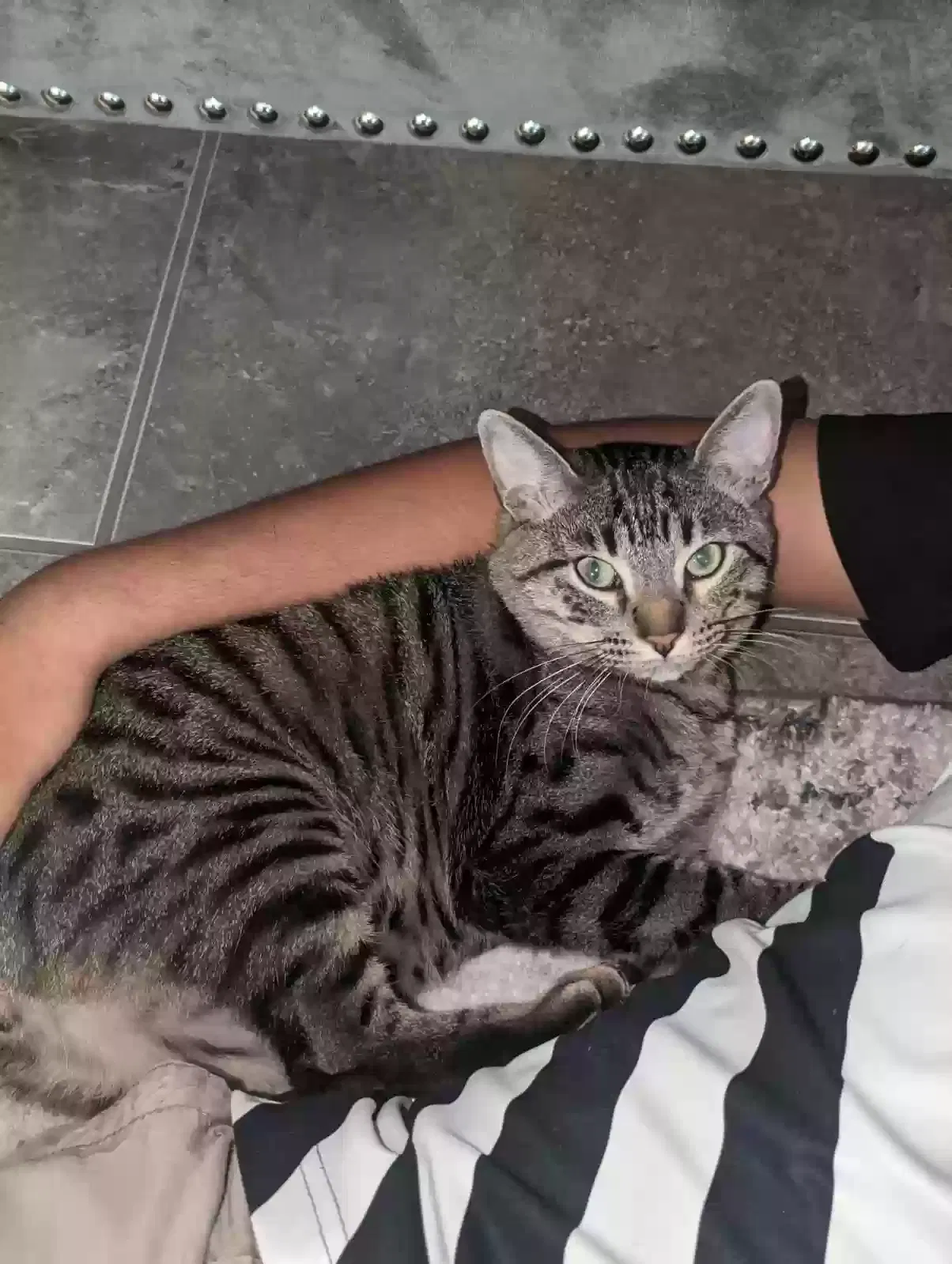 Lost cat in Stockton, CA, 95206