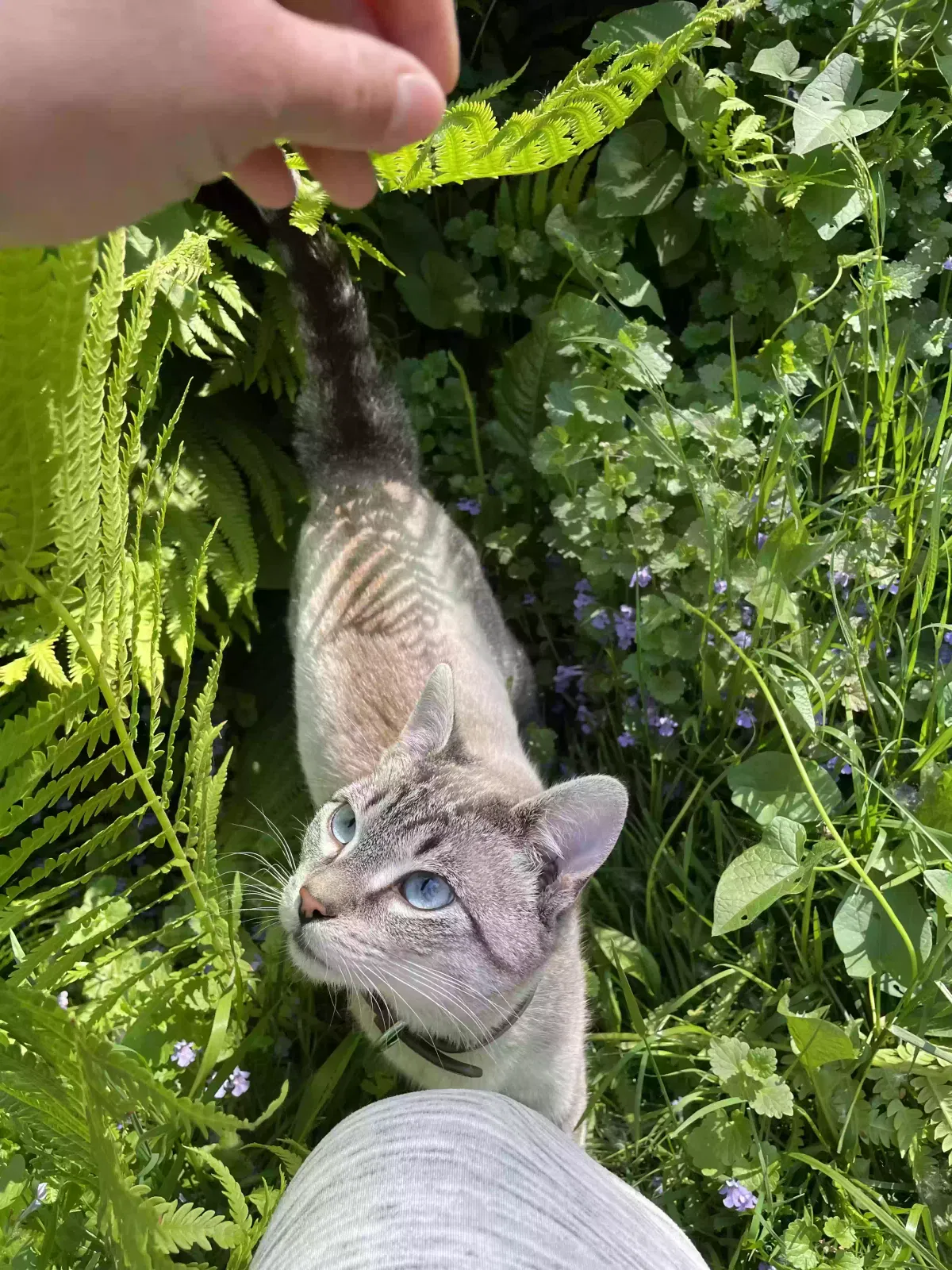 Lost cat in Romulus, MI, 48174