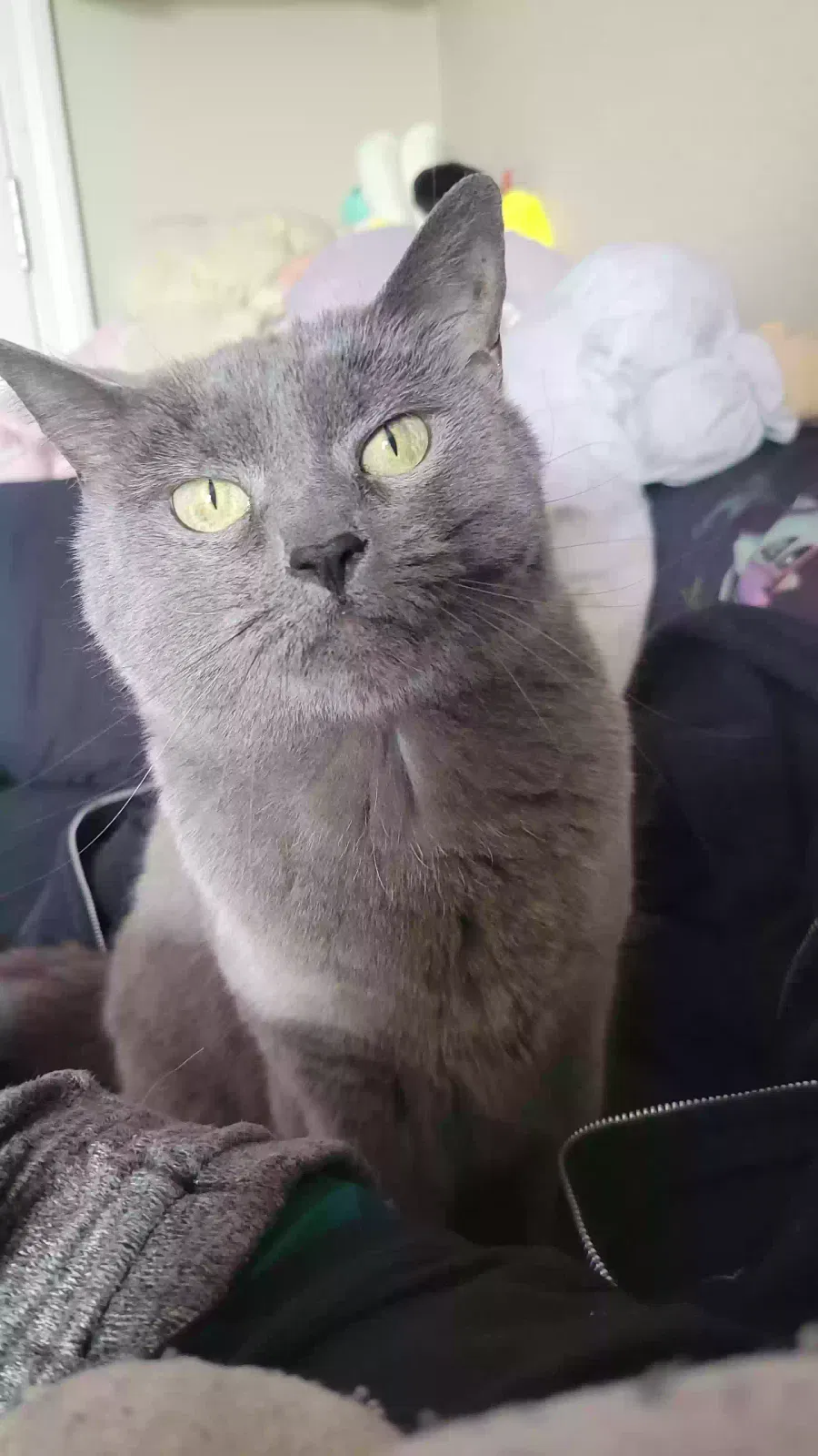 Lost cat in Lawrence, KS, 66046