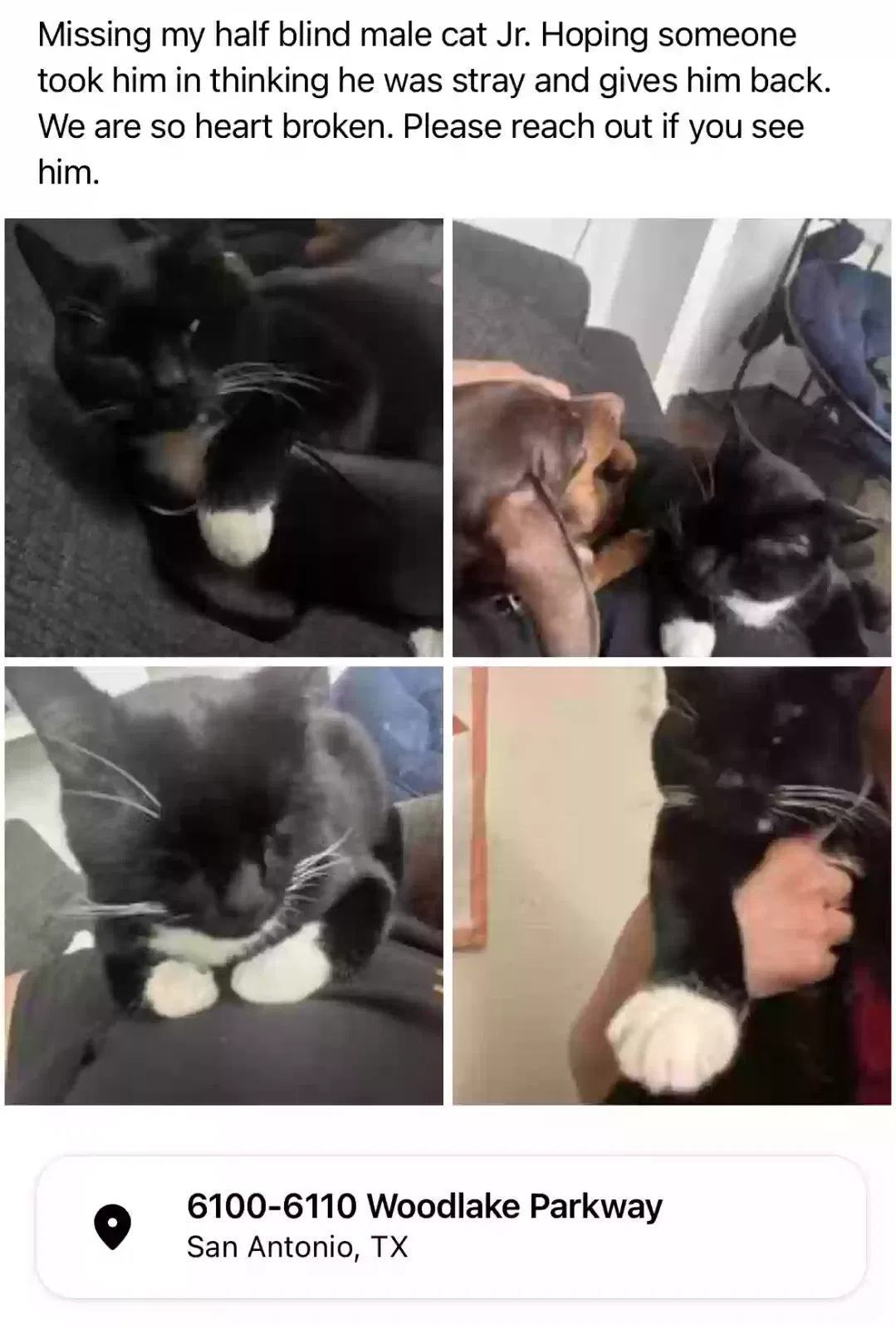 Lost cat in San Antonio, TX, 78244