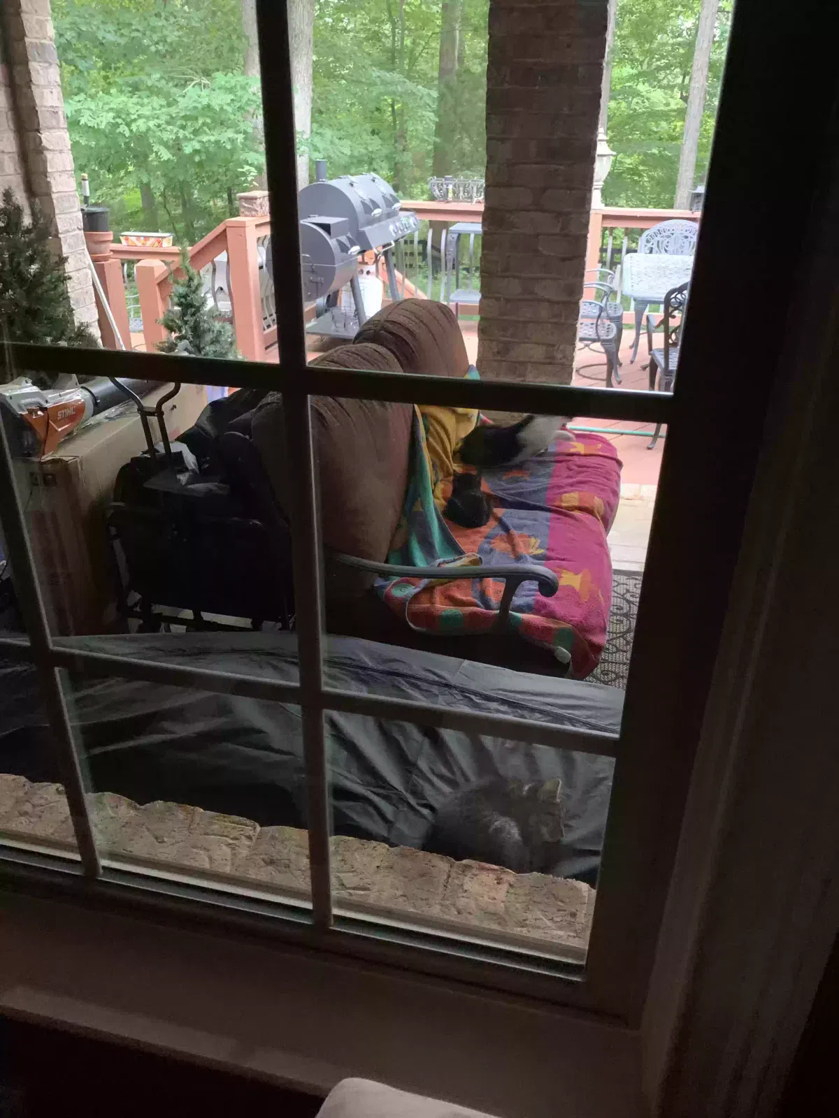 Found cat in Waxhaw, NC, 28173