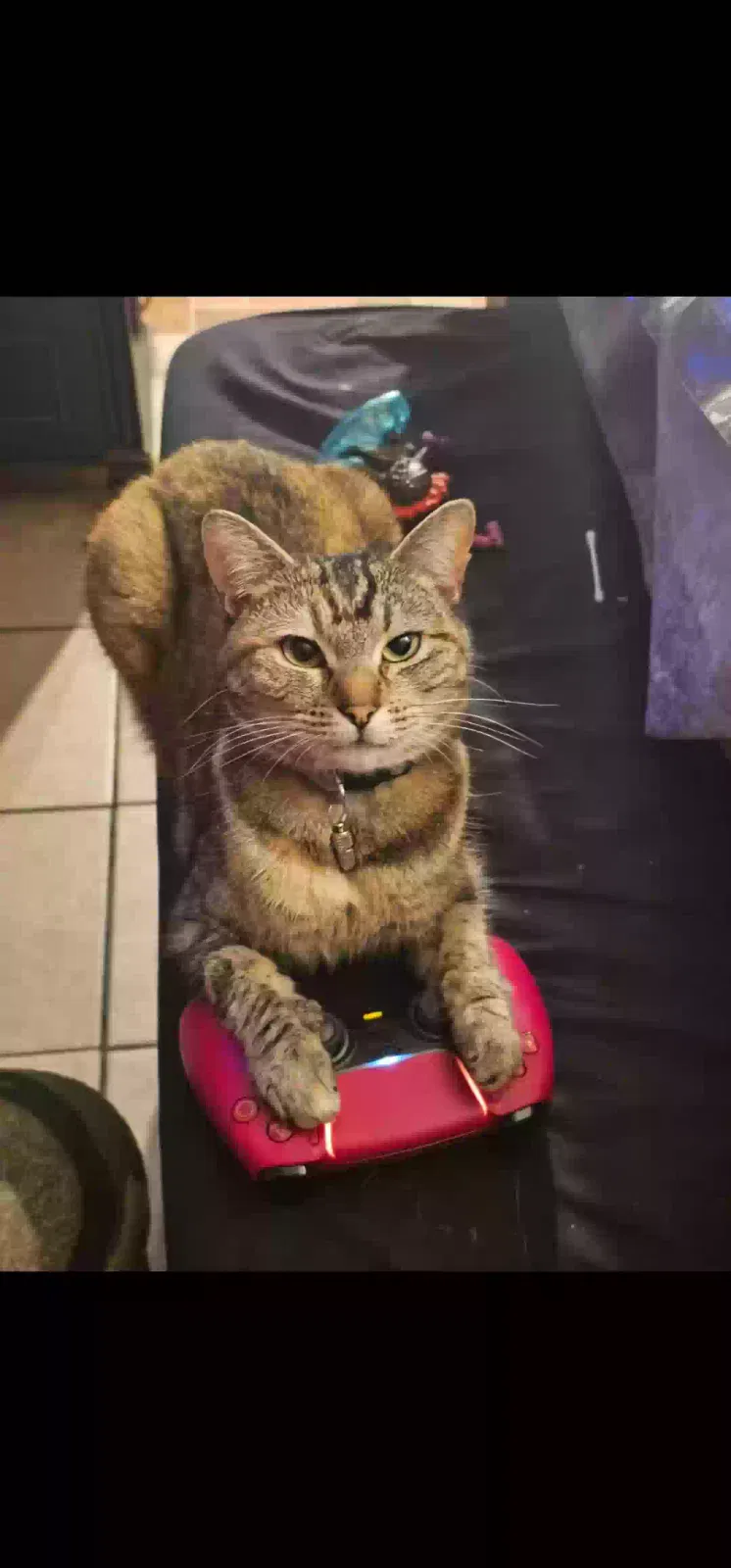 Lost cat in Los Angeles, CA, 90022