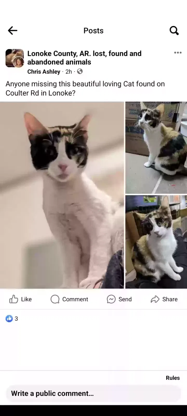 Found cat in Lonoke, AR, 72086