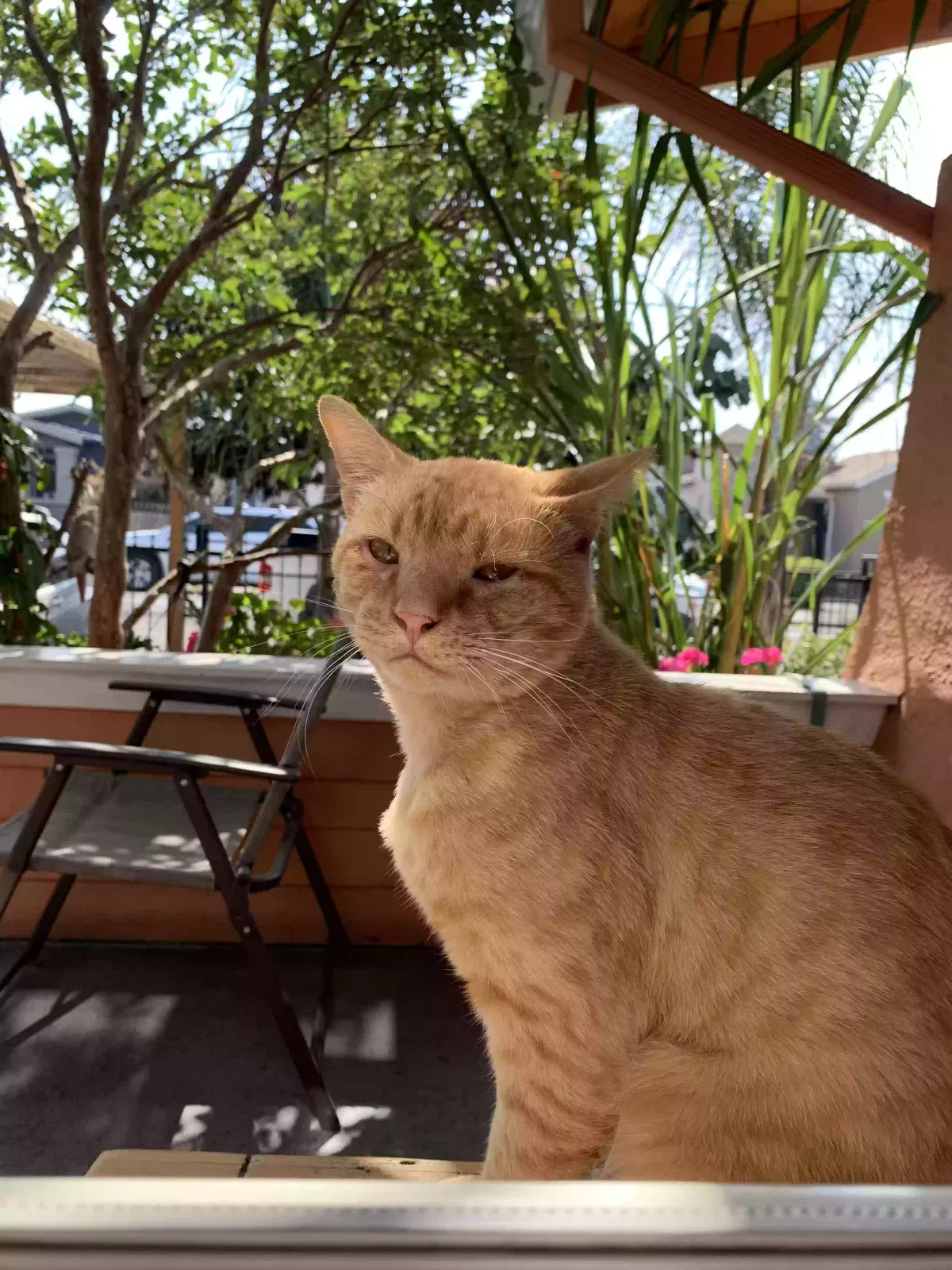 Lost cat in Oakland, CA, 94621