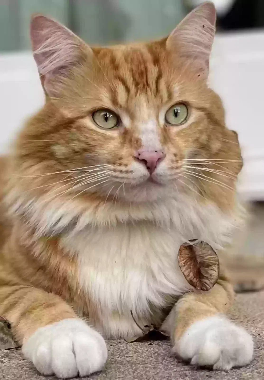 Lost cat in Palm Harbor, FL, 34683