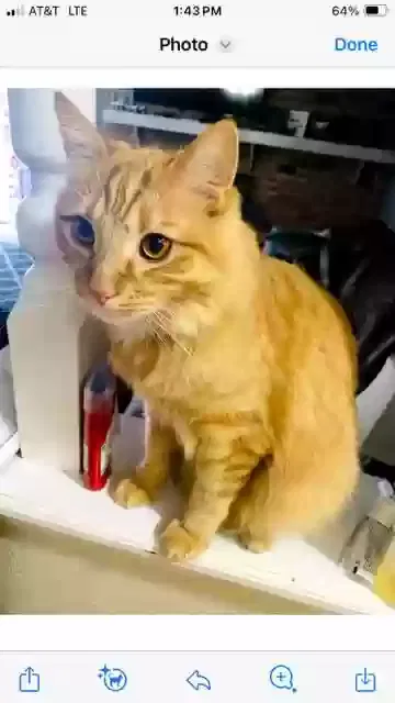 Lost cat in Mustang, OK, 73064