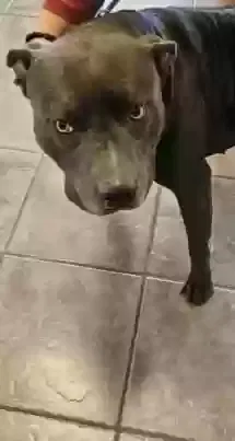Lost dog in Slidell, LA, 70461