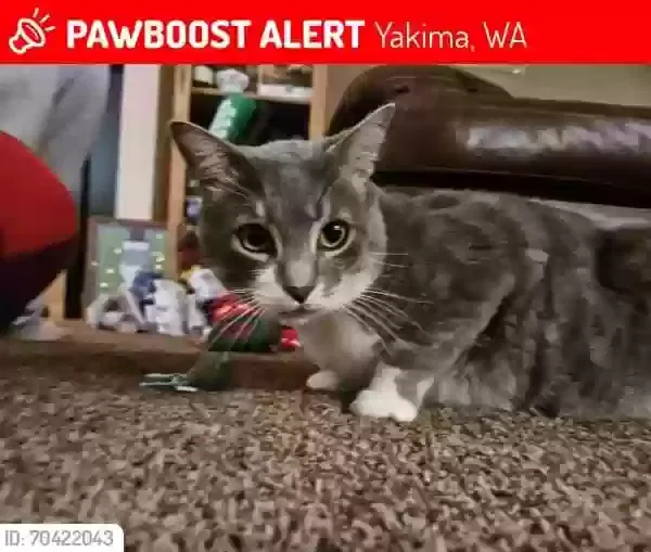 Lost cat in Yakima, WA, 98908